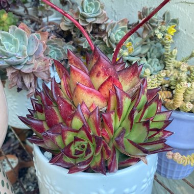 Echeveria Agavoides 'Lipstick'