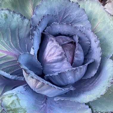 Brassica oleracea var. rubra (Capitata Group)