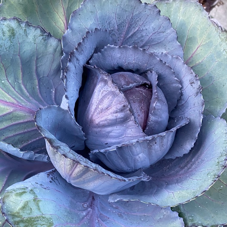 Plant image Brassica oleracea var. rubra (Capitata Group)