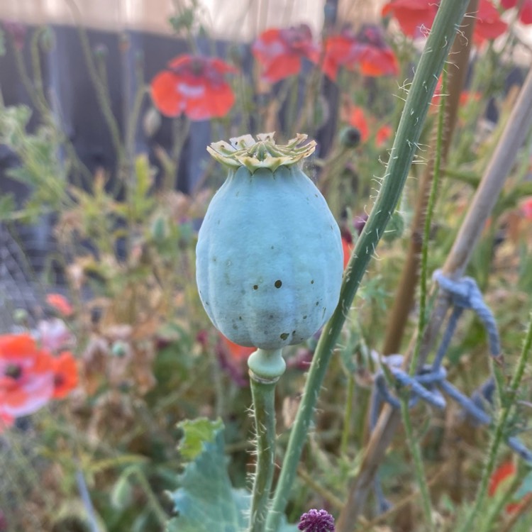 Plant image Papaver somniferum 'Afghan Blue'