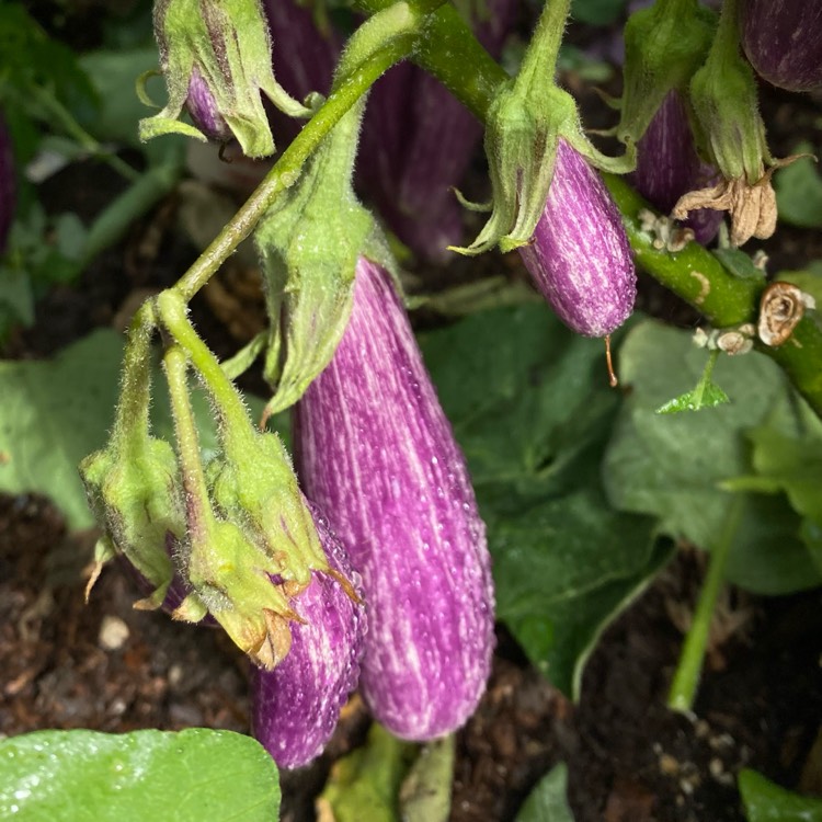 Plant image Solanum melongena 'Fairy Tale'