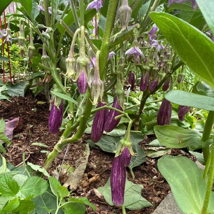 Plant image Solanum Lycopersicum 'Purple Cherokee'