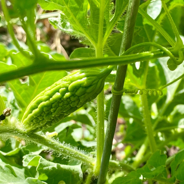 Plant image Momordica charantia