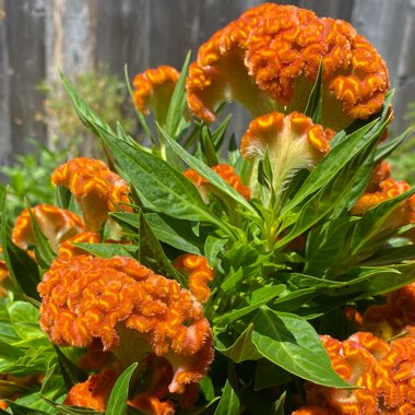 Celosia cristata