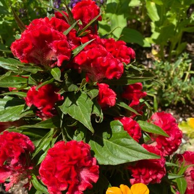 Celosia cristata 'Dracula'