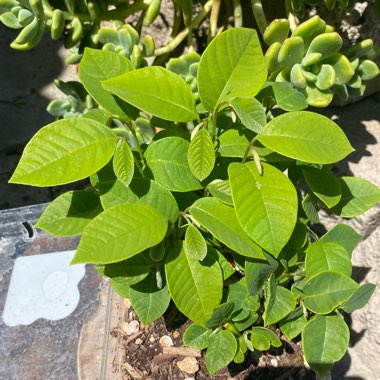 Annona Cherimoya syn. annona chirimoya