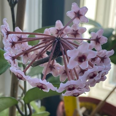 Hoya carnosa 'Krimson Princess' syn. Hoya carnosa 'Rubra'