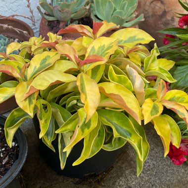 Pereskia aculeata variegated