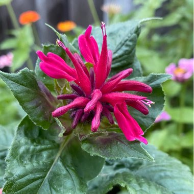 Monarda 'Fireball'