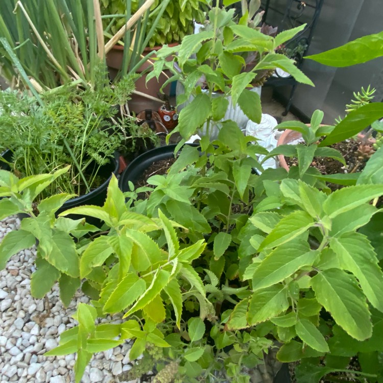 Plant image Monarda Fistulosa L.