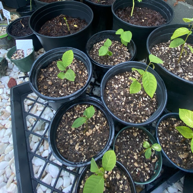 Plant image Annona Cherimoya syn. annona chirimoya