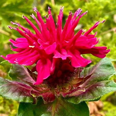 Monarda 'Fireball'