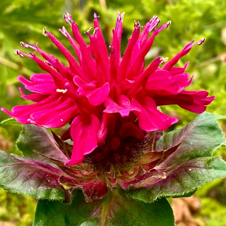 Plant image Monarda 'Fireball'