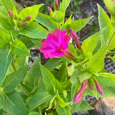 Mirabilis Jalapa