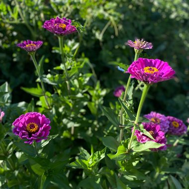 Zinnia elegans