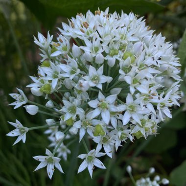 Agathosma Apiculata