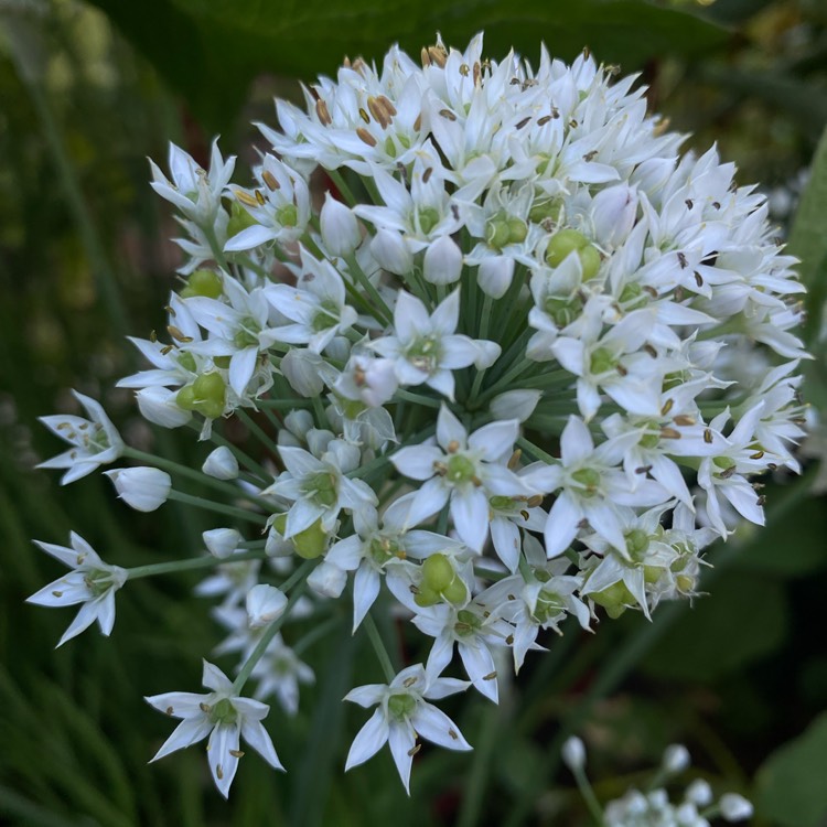 plant image 1724309