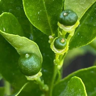 Citrus x microcarpa