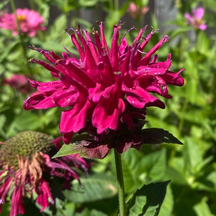 Plant image Monarda 'Fireball'