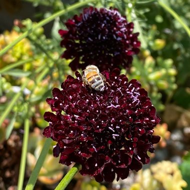 Scabious 'Black Knight'