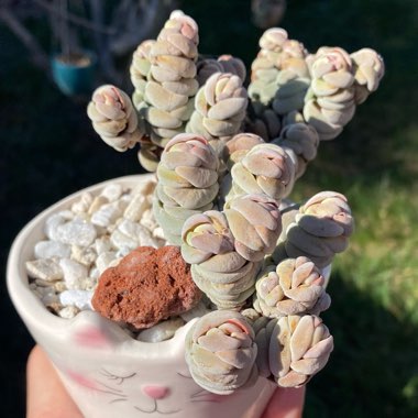 Crassula Alstonii