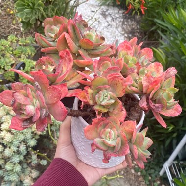 Echeveria ‘Luella'