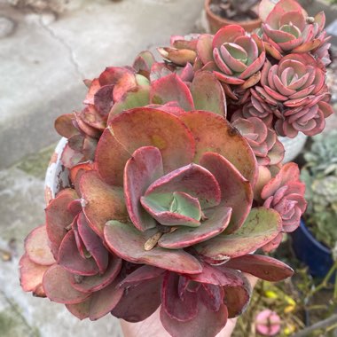 Echeveria 'Suyon'