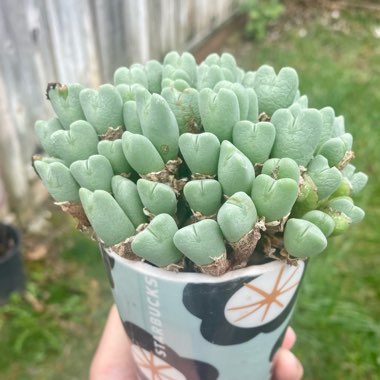 Conophytum 'Living Pebble'