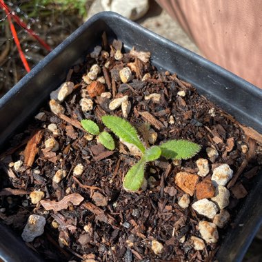 Oriental Poppy 'Fruit Punch' (Mix)