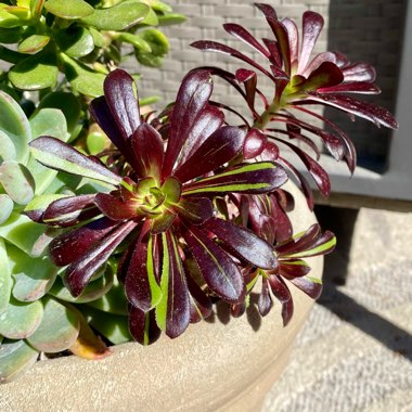 Aeonium 'Big Bang'