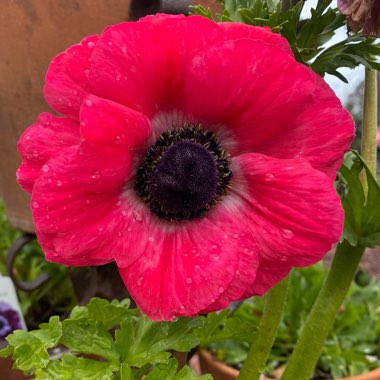 Anemone Italian Pinkie