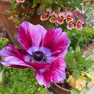 Anemone Italian Tiger Wine