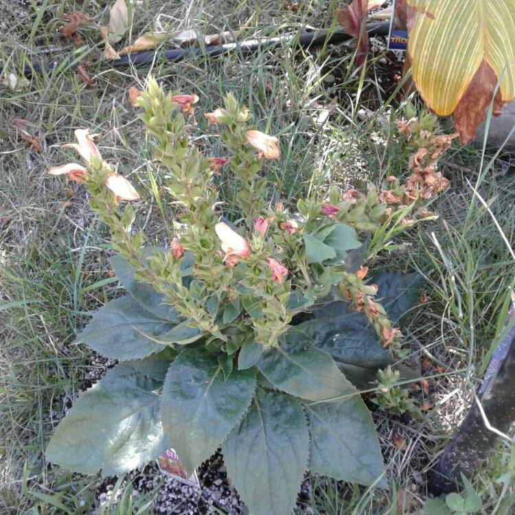 Plant image Digitalis canariensis 'Illumination' syn. Isoplexis canariensis 'Illumination'