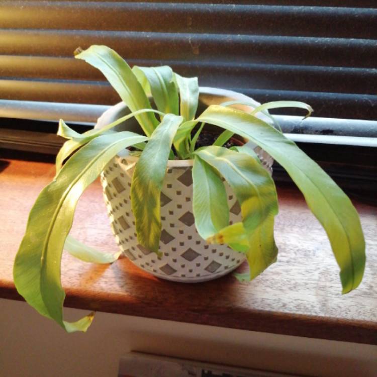 Plant image Asplenium nidus variegated form