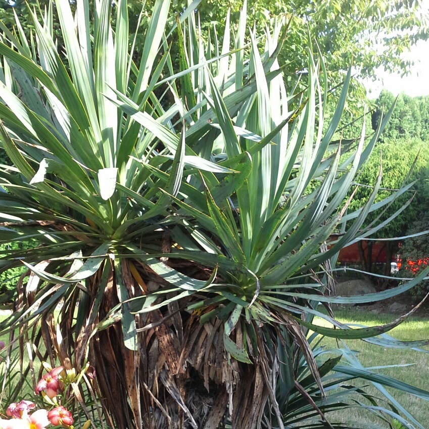 Plant image Yucca gloriosa 'Variegata'