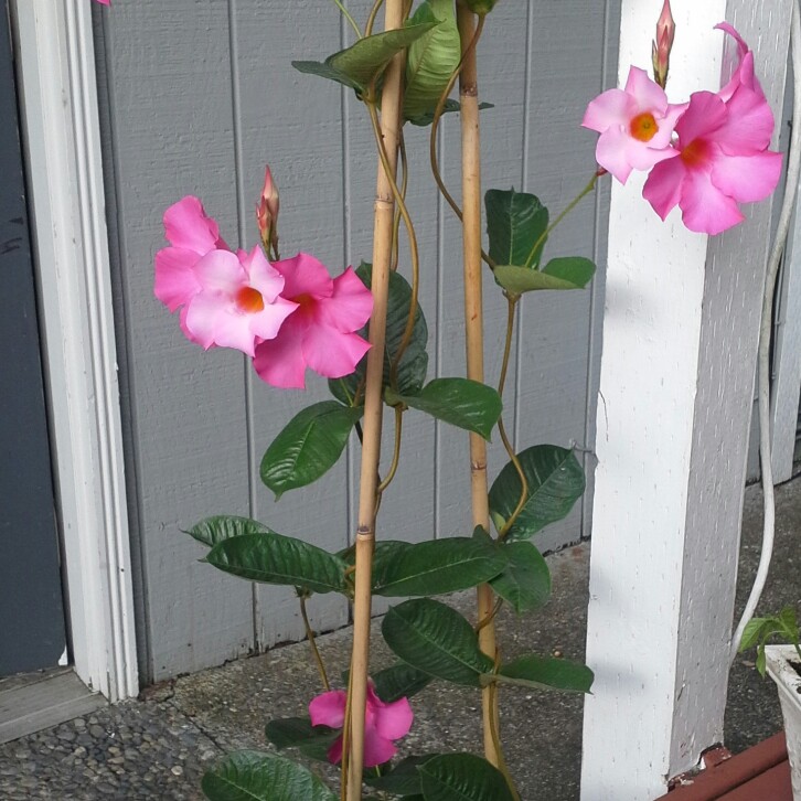 Mandevilla 'Alice du Pont'