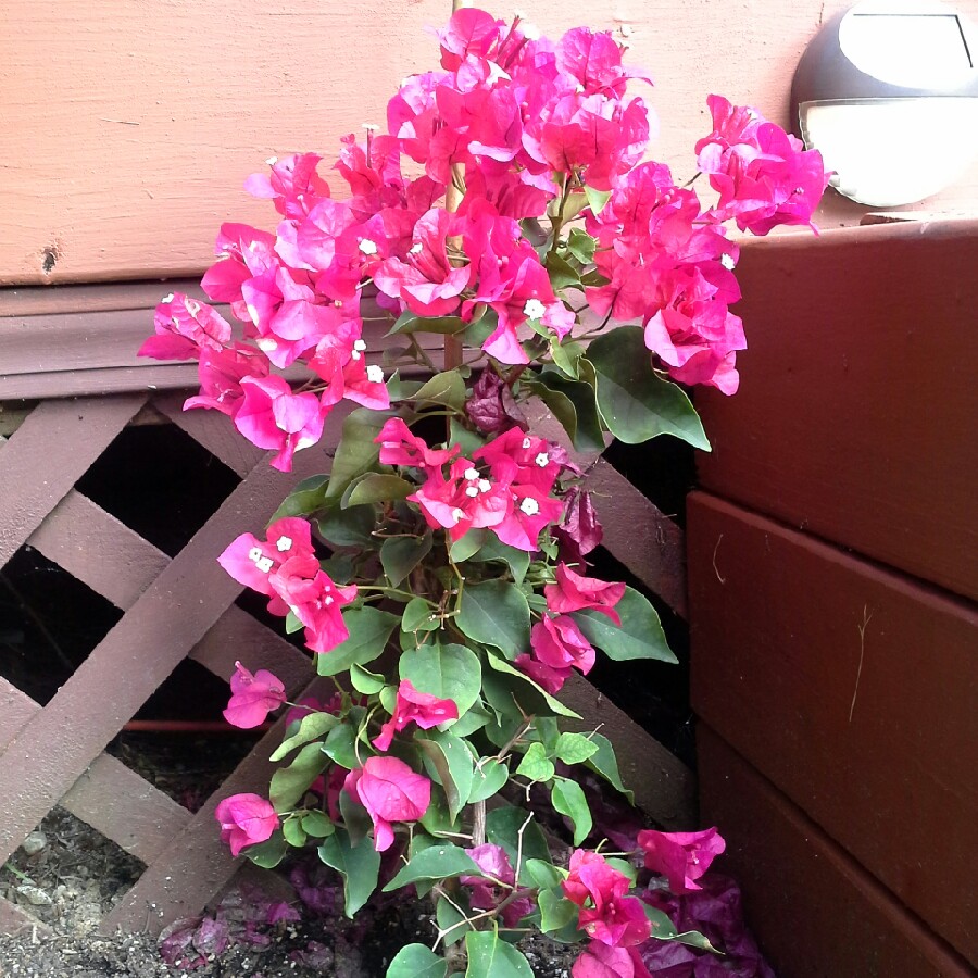 Primula 'Bulgaria'