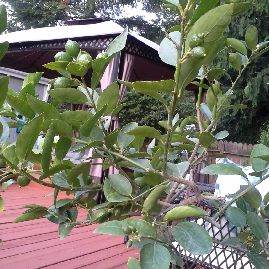 Persian Lime Tree