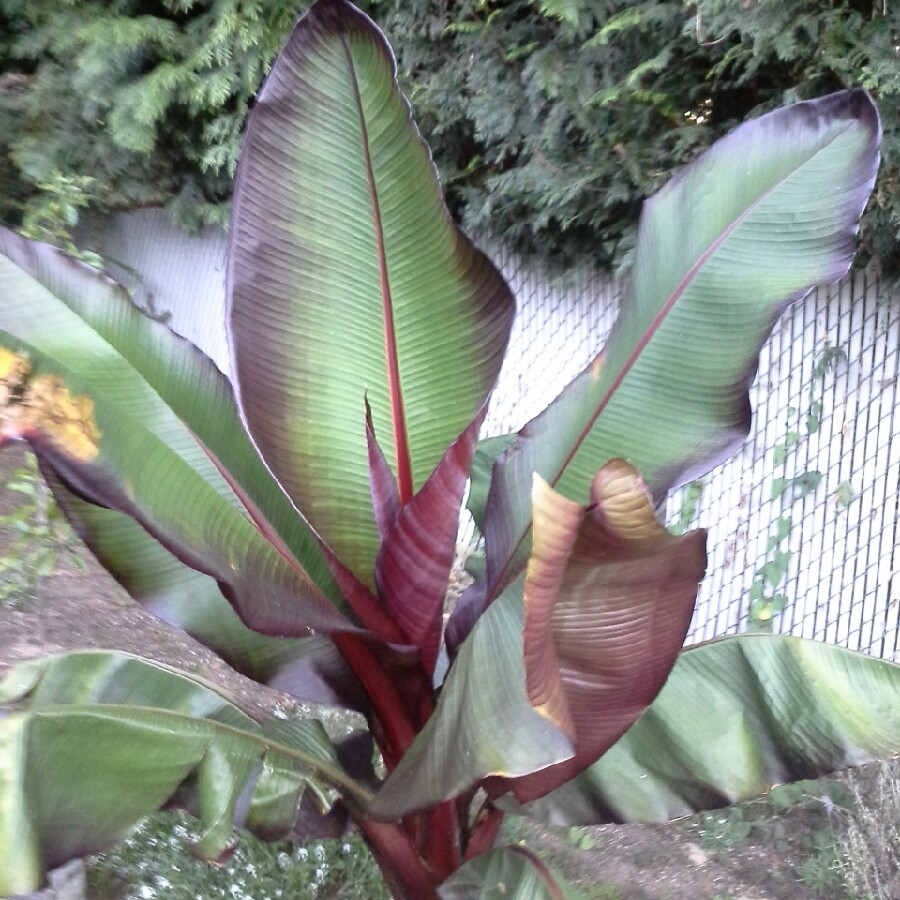 Ethopian Banana 'Maurelii'