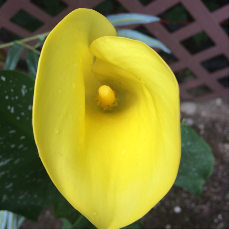 Calla Lily