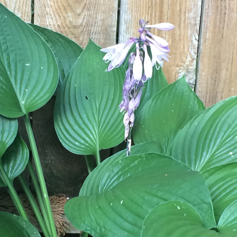 African Lily 'Liam's Lilac'