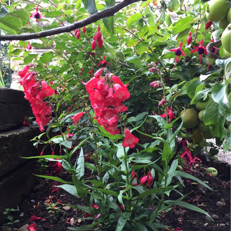 Plant image Penstemon phoenix 'Appleblossom'