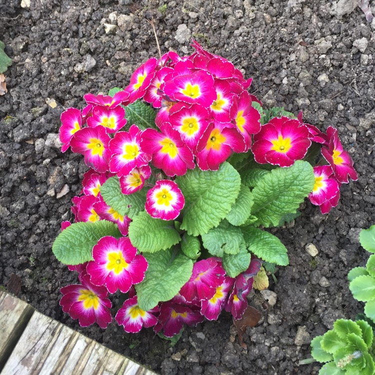 Plant image Primula vulgaris 'Bulgaria'