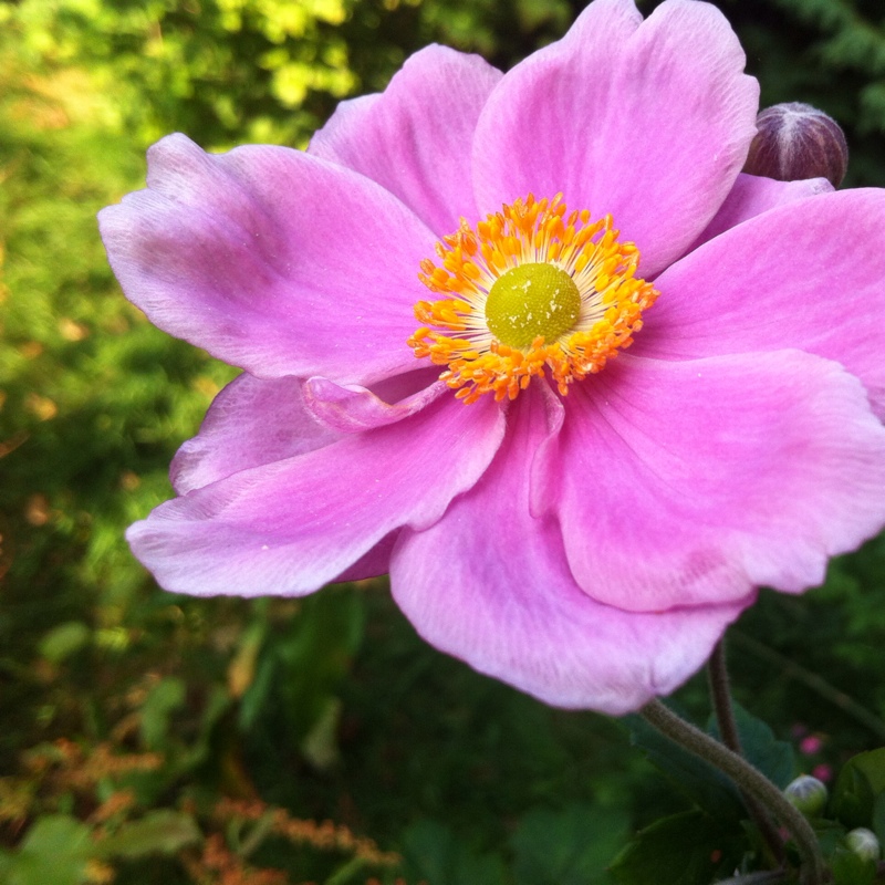 Plant image Anemone Hupehensis var. japonica 'Fantasy Cinderella'