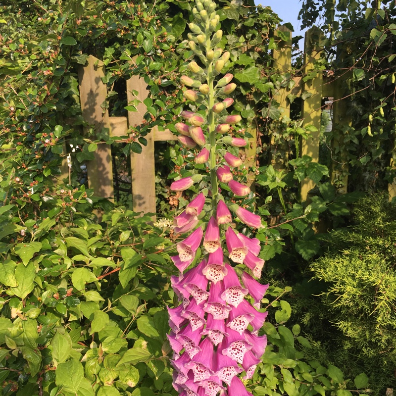 Foxglove