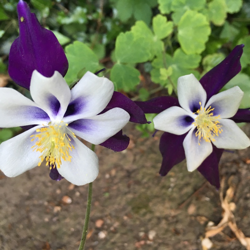 Columbine