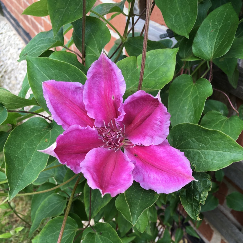 Clematis