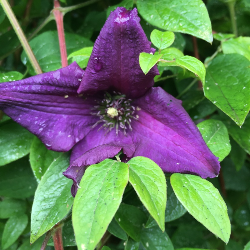 Clematis