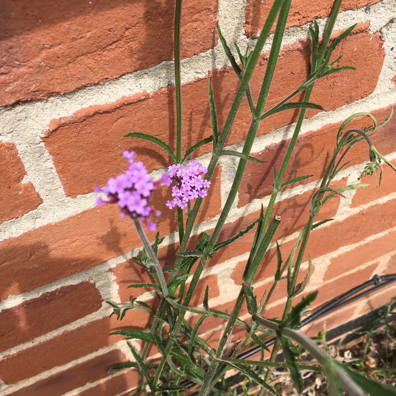 Purple Top Vervain