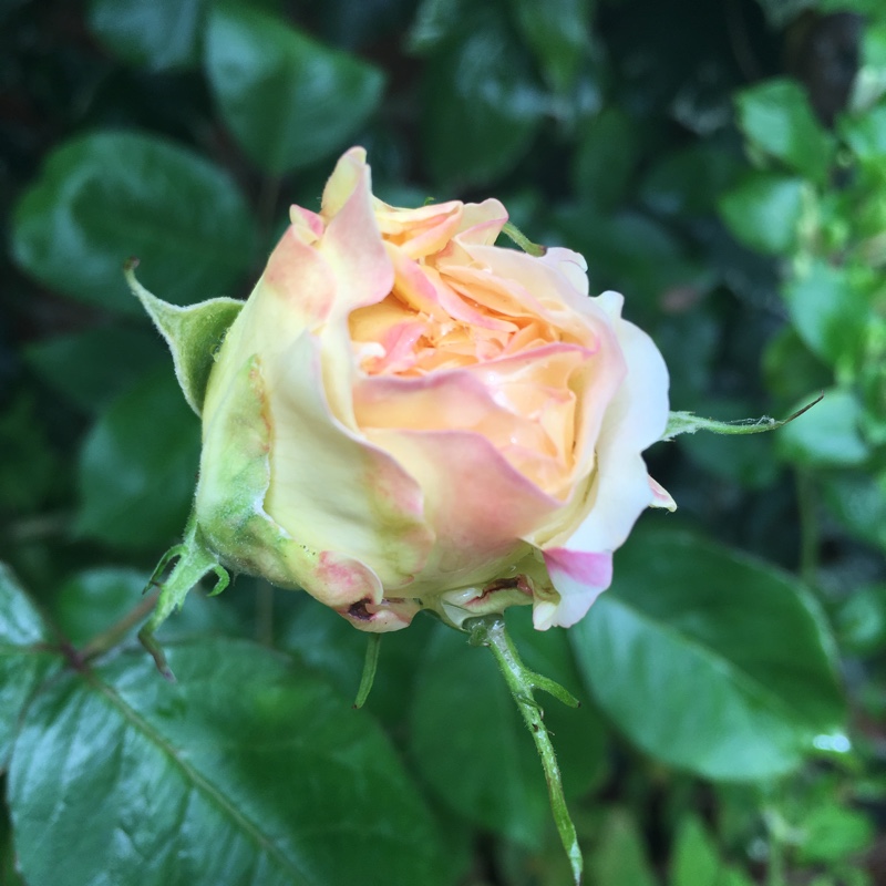 Rose (Hybrid Tea)